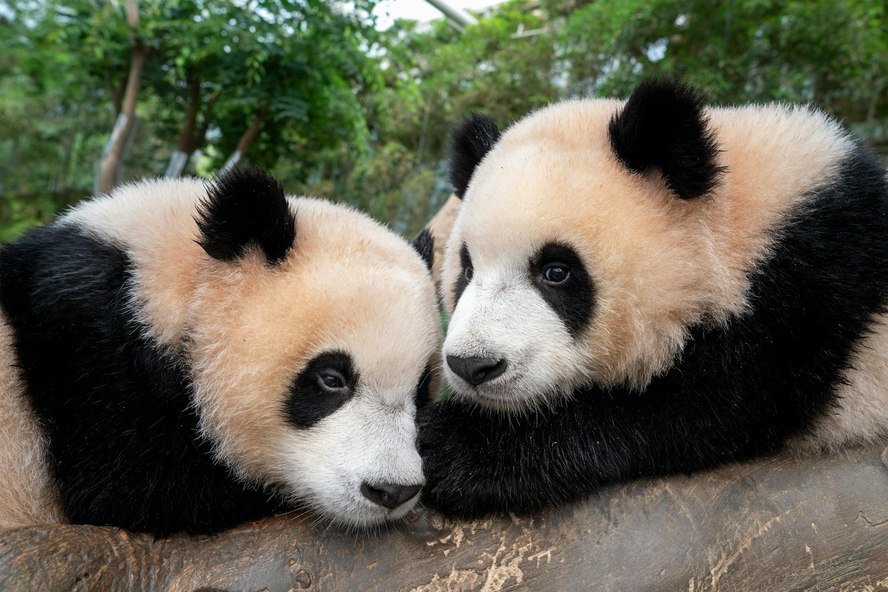 Everland Korea: All-Day Pass for September-October - Photo 1 of 11